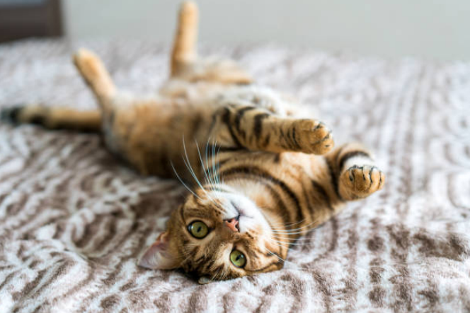 A Cute Bengal funny cat playing on the bed