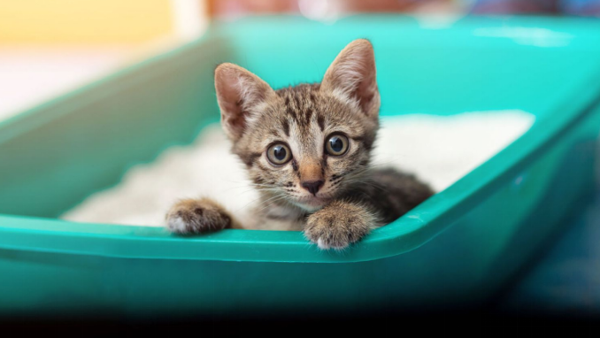 A kitten peeks over the edge of a teal litter box