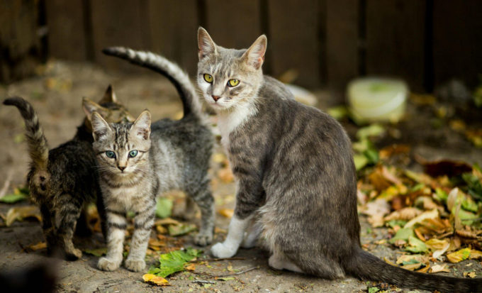 Three curious cats, two looking with bright eyes.