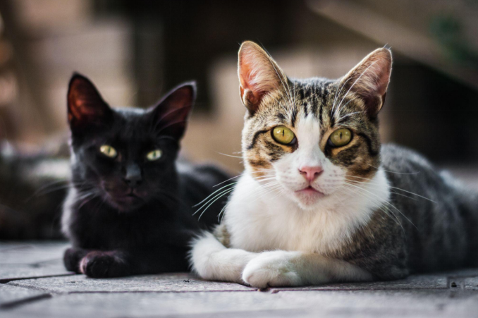 Two cats lying side by side on a paved surface