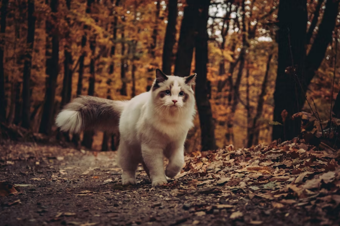 A white and gray long-haired cat lounges on a green wooden surface outdoors.
