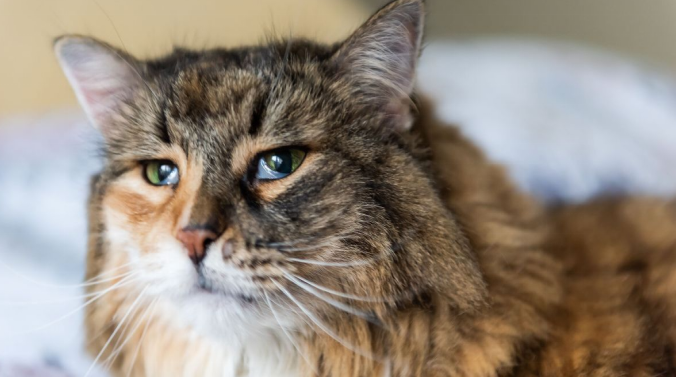 Cat sitting on bed with long fur and visible third eyelids