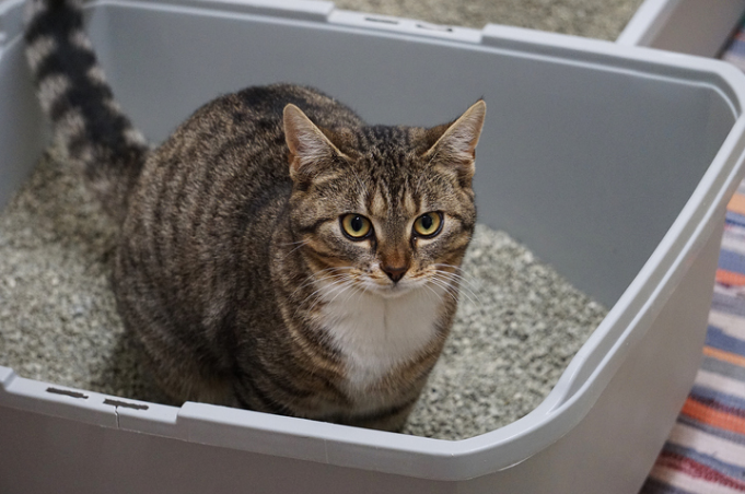 Why Is My Cat Peeing All Over the House?