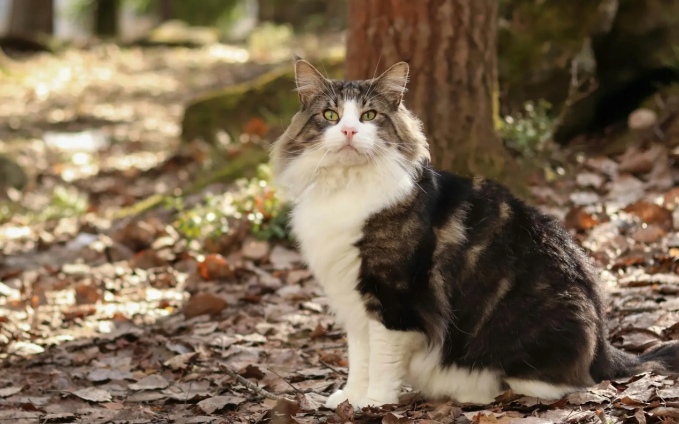 A fluffy Norwegian Forest cat with a thick coat sitting on fallen leaves
