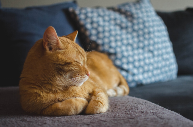 A relaxed orange tabby cat resting with its eyes closed on a couch