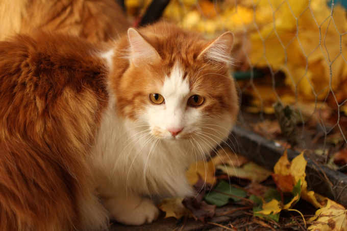 A Bobtail cat out in the fields