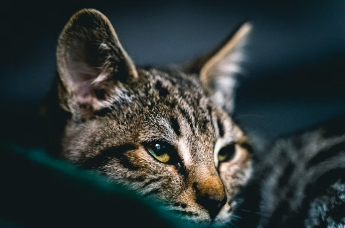 Savannah cat sleeping on bed