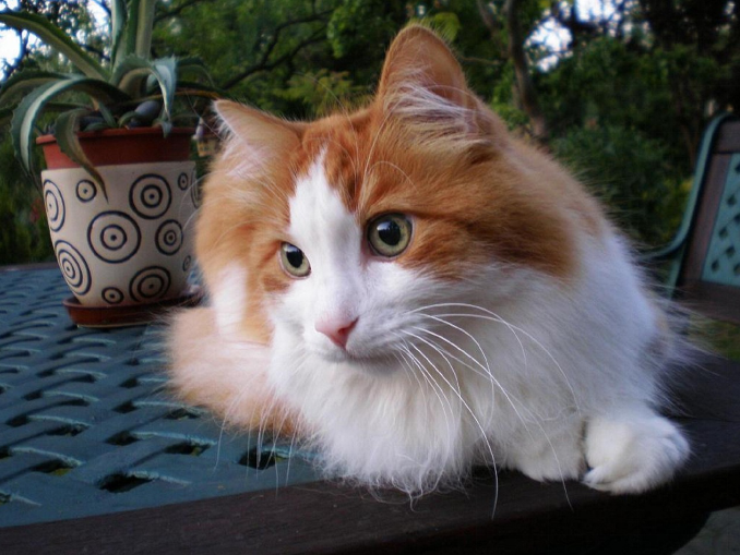 A Turkish Angora cat sitting outside on a table
