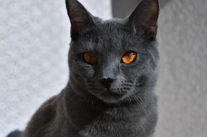 A Chartreux cat with a black coat and brown eyes