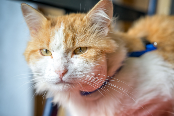 A cat’s face is swollen, possibly due to a snake bite on cat’s face