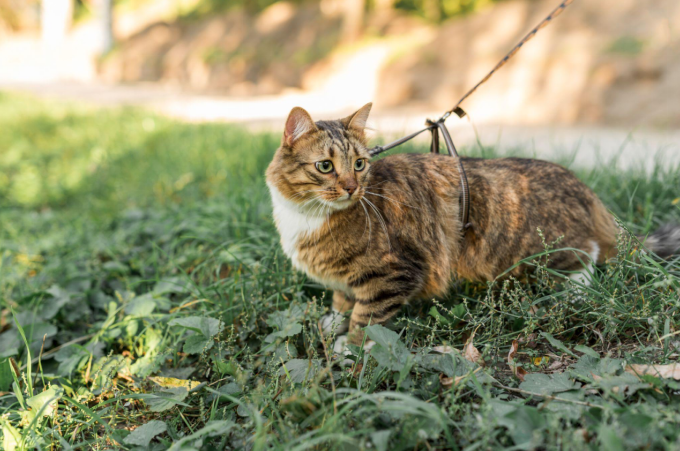 A supervised cat in the outdoors to protect from possible snake attacks