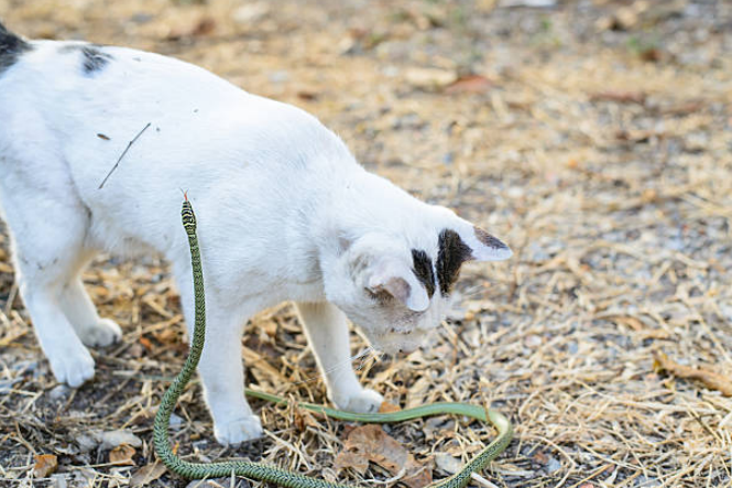 A long, green snake is trying to bite a cat