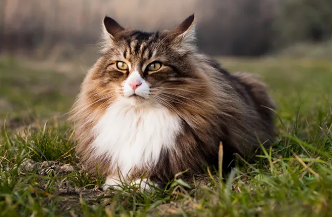 The Ultimate Guide to Largest Cat Breeds: Biggest House Cats & Giant Cat Species