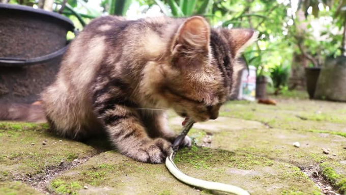 Snake Bite on Cat: What Every Cat Parent Needs to Know