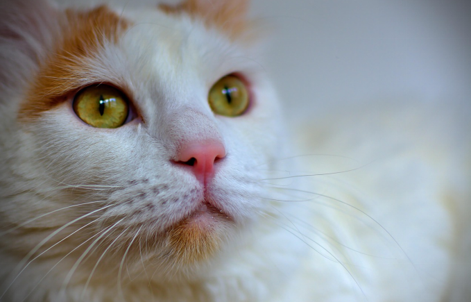 A turkish van cat staring in the distance