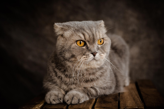 Gray tabby Scottish Fold cat with bright amber eyes sitting on wooden flooring
