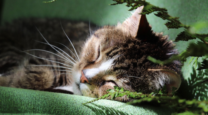 Brown mackerel tabby cat sleeping peacefully among green ferns and foliage
