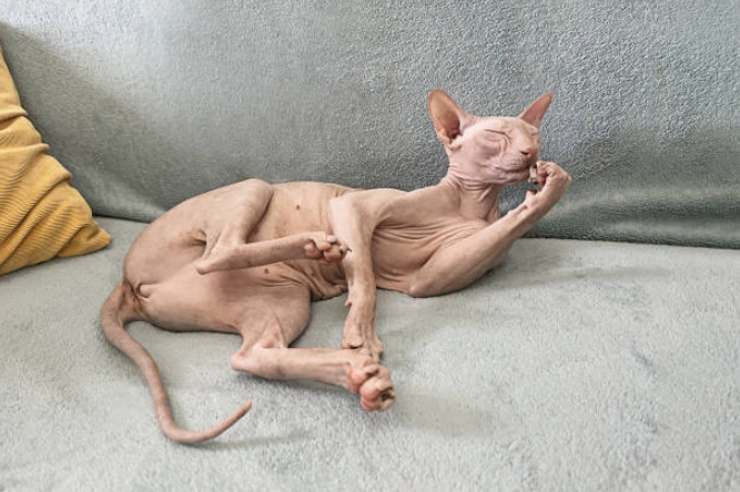 Canadian sphynx cat licks himself funny at home