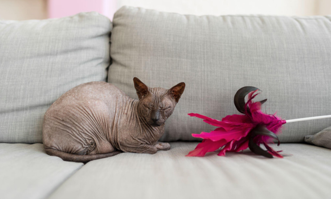 A hairless sphynx cat sitting on a sofa with eyes closed