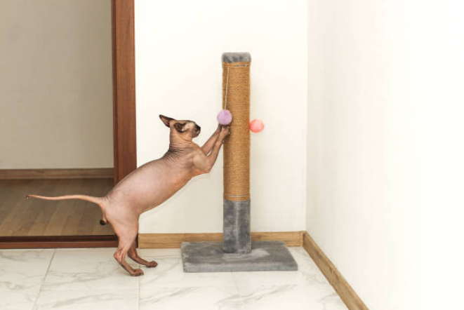 A Sphynx Cat Scratching and Sharpening its claws on a scratching post