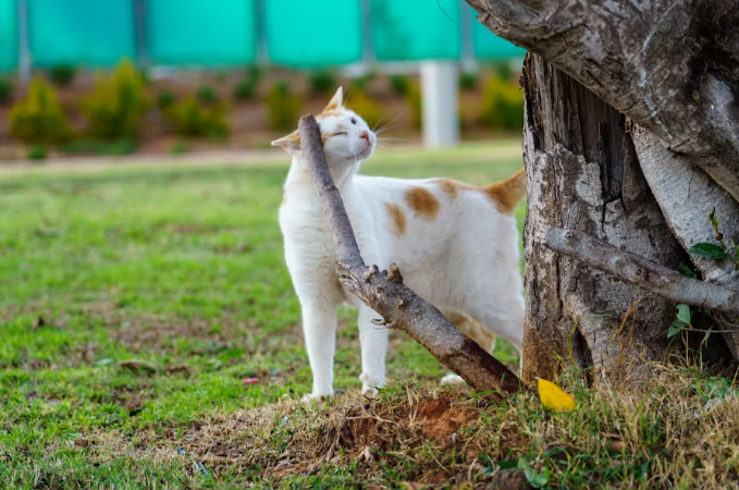 A cat rubbing its chin on a hard and rough tree spout
