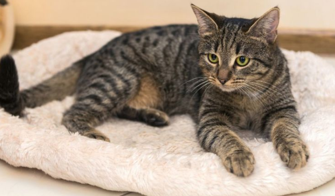 Mackerel Tabby Cat Breeds