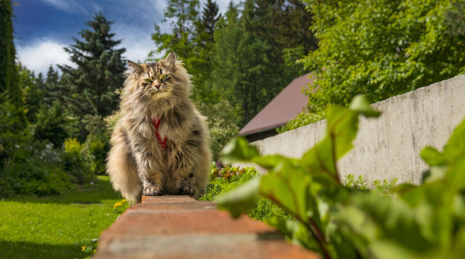 Siberian cat sitting outside in a garden