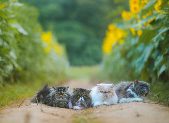 Four fluffy Persian cats on a dirt path surrounded by vibrant sunflower fields
