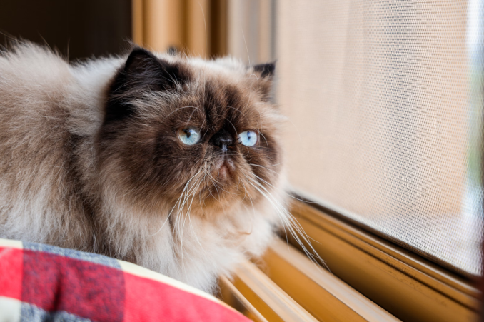 A fluffy Himalayan cat sits on a windowsill, gazing thoughtfully out the window