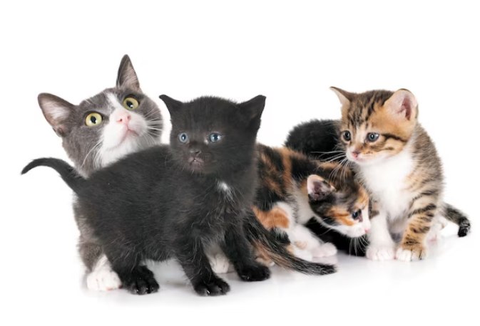 A moggy cat with 4 kittens