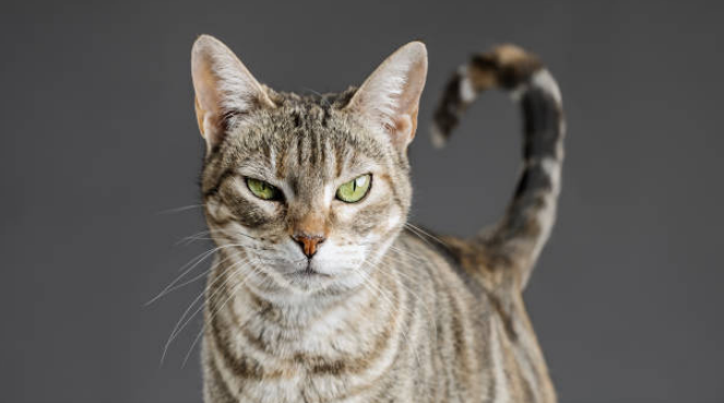 A European cat giving a suspicious look