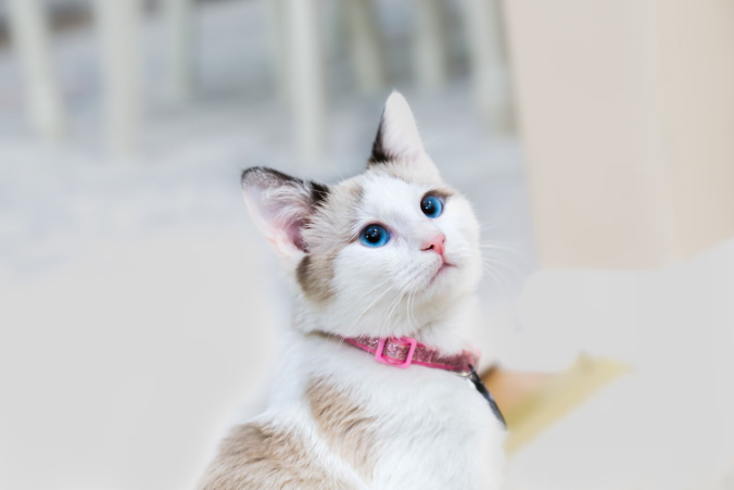 A white and brown Himalayan cat with striking blue eyes looks upward attentively.