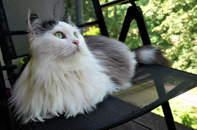 Siberian cat with white and brown fur sitting on a chair