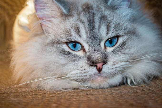 Siberian cat with blue eyes lying down on a sofa