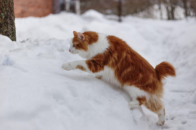 An American bobtail cat climbing in snow