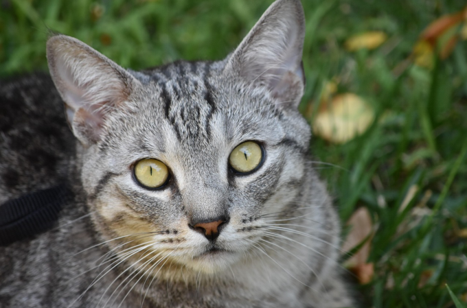 Pixie-bob cat in field looking at the camera