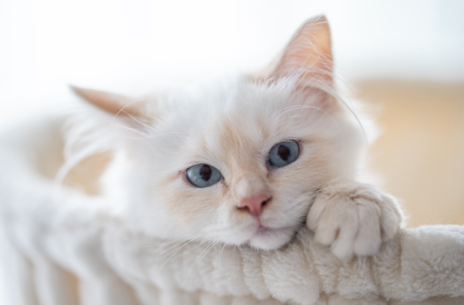 A fluffy white kitten with striking blue eyes resting its paw on a bed.