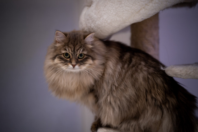 A fluffy brown tabby cat with striking eyes perches on a soft cat tree indoors.