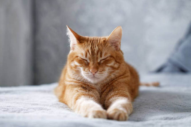 A cute moggy cat sitting in a slouchy and cozy posture