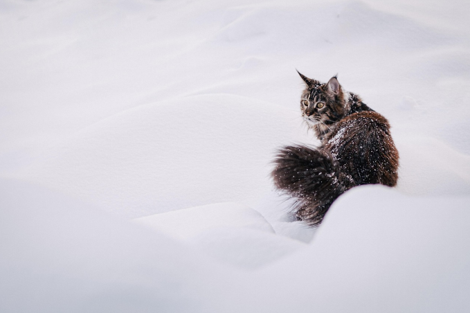 A Maine Coon cat roaming in snow