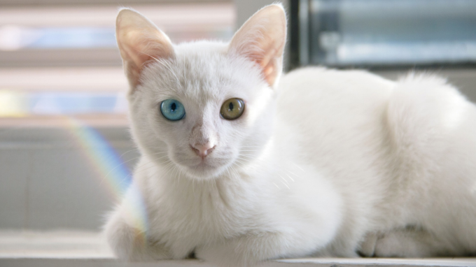 White cat with heterochromia sitting and staring at the camera