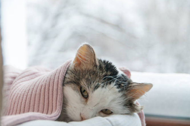 A sick cat resting in a blanket