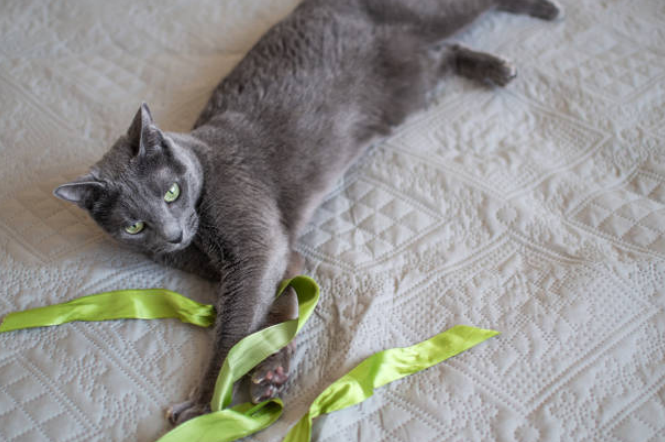 A russian cat lying on a bed playing with a ribbon