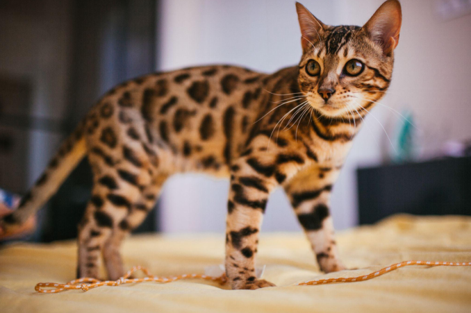 A bengal cat playing on the bed as it sheds very little