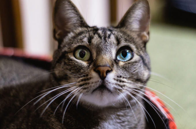 Close-up of a tabby cat with striking heterochromatic eyes