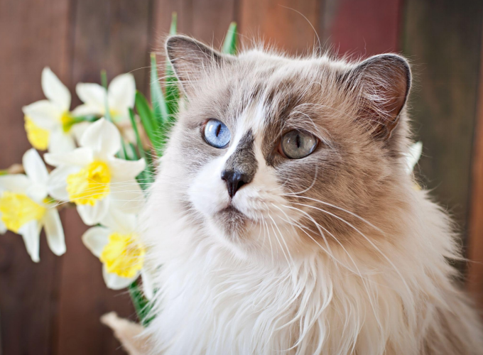 A fluffy Ragdoll cat with striking blue and pale green heterochromatic eyes