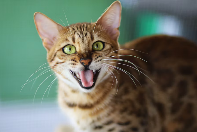 A cat showing its teeth and eyes with its mouth open