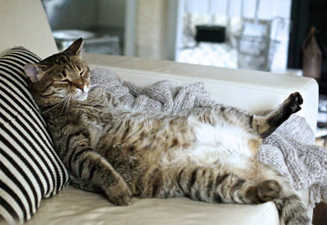 A lazy cat lying on a sofa, seemingly sick