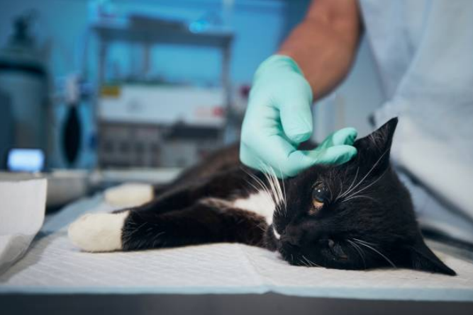 A cat having a checkup at the vet
