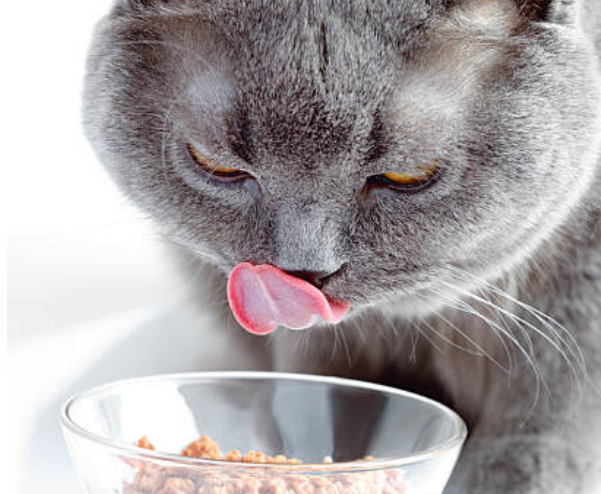A British cat is licking its muzzle while eating wet food